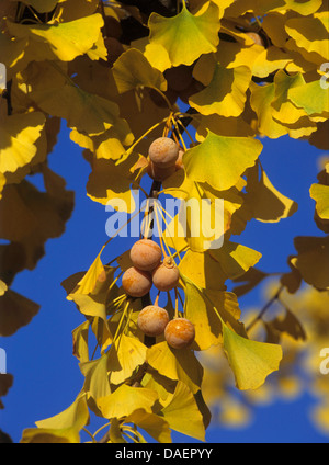 tausend-Baum, Ginkgo-Baum, Ginkgo Baum, Ginko (Ginkgo Biloba), mit reifen Samen auf einem Ast Stockfoto