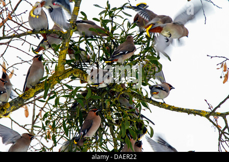 Böhmische Seidenschwanz (Bombycilla Garrulus), Fütterung auf Mistel Beeren, Deutschland, Bayern Stockfoto