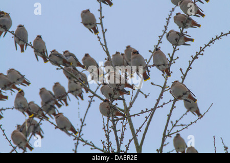 Böhmische Seidenschwanz (Bombycilla Garrulus), Herde sitzt auf einem Kirschbaum, Deutschland, Muenchen Stockfoto