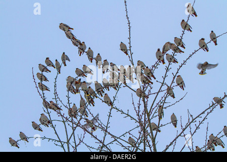 Böhmische Seidenschwanz (Bombycilla Garrulus), Herde sitzt auf einem Kirschbaum, Deutschland, Muenchen Stockfoto