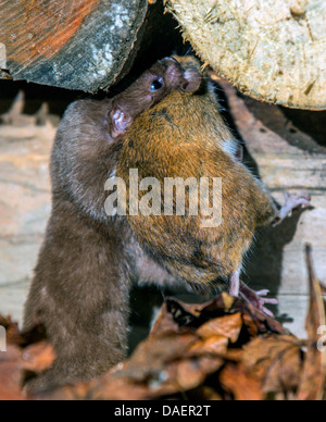 wenigsten Wiesel (Mustela Nivalis), mit einer Gefangenen Maus zu sein Fell in einem Haufen von Holz, Deutschland, Bayern Stockfoto