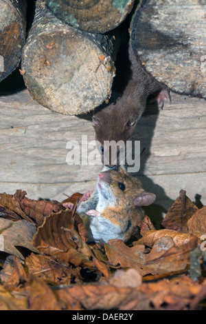 wenigsten Wiesel (Mustela Nivalis), ziehen die Beute in die Haut in einem Haufen von Holz, Deutschland, Bayern Stockfoto