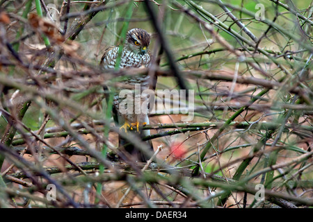 nördlichen Sperber (Accipiter Nisus), sitzt in einer Hecke aus wilden Rosen, Deutschland, Bayern Stockfoto