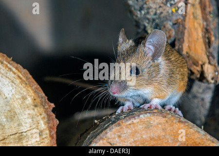 Waldmaus, langschwänzigen Feldmaus (Apodemus Sylvaticus), sitzt auf einem Stapel Holz, Deutschland, Bayern Stockfoto