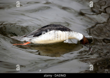 Gänsesäger (Mergus Prototyp), Männlich, Deutschland, Bayern absteigend Stockfoto