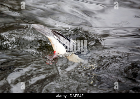 Gänsesäger (Mergus Prototyp), Männlich, Deutschland, Bayern absteigend Stockfoto