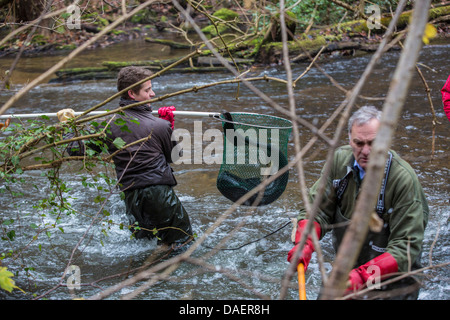 Europäischen Wels, Wels, Welse, Wels-Wels (Silurus Glanis), Elektrobefischung in einem Fluss für Bevölkerungskontrolle, Deutschland Stockfoto