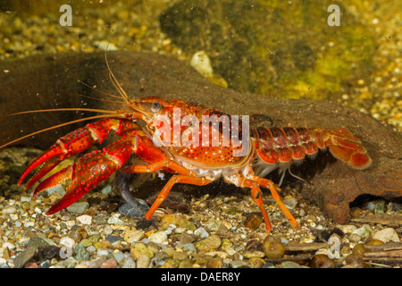 Louisiana red Krebse, roten Sumpf Krebse, Louisiana Swamp Krebse, roten Krebse (Procambarus Clarkii), Männlich, Deutschland Stockfoto