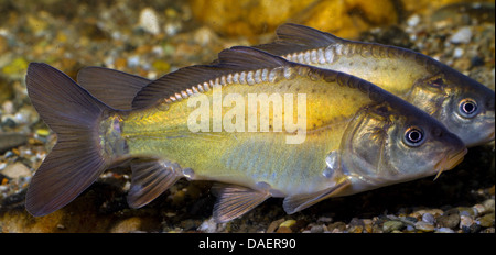 Karpfen, Karpfen, europäischen Karpfen (Cyprinus Carpio), zwei Spiegel-Karpfen schwimmen, Seitenansicht Stockfoto