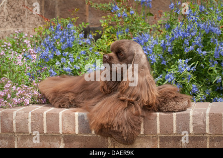 American Cocker Spaniel liegend auf Ziegelmauer Stockfoto