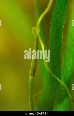 Gerade Vallisneria, Band Rasen, Aal Grass (Vallisneria Spiralis), Blume Stockfoto
