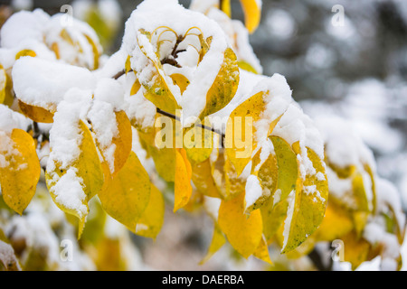 gemeinsamen Birne (Pyrus Communis), Schnee bedeckten Zweig mit Herbst Blätter, Deutschland, Bayern Stockfoto