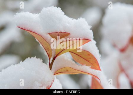 hohen Heidelbeere, Schneeball Heidelbeere, Sumpf-Heidelbeere (Vaccinium Corymbosum), Schnee bedeckten Zweig mit Autum verlässt, Deutschland, Bayern Stockfoto