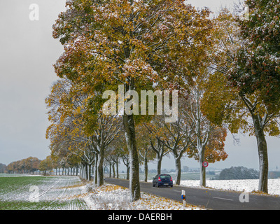 Spitz-Ahorn (Acer Platanoides), Schnee bedeckte Ahorn Gasse im Herbst, Deutschland, Bayern Stockfoto