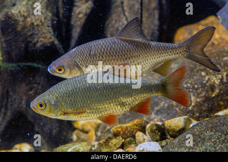 Rotfeder (Scardinius Erythrophthalmus), mit gemeinsamen Roach im Hintergrund, Deutschland Stockfoto