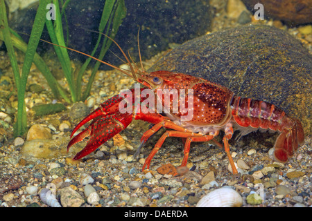 Louisiana red Krebse, roten Sumpf Krebse, Louisiana Swamp Krebse, roten Krebse (Procambarus Clarkii), Männlich, Deutschland Stockfoto