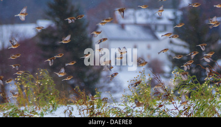 Hänfling (Zuchtjahr Cannabina, Acanthis Cannabina), fliegende Herde im Winter, Deutschland, Bayern Stockfoto