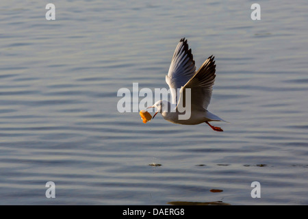 Lachmöwe (Larus Ridibundus, Chroicocephalus Ridibundus), fangen geworfene Brot, Deutschland, Bayern, See Chiemsee Stockfoto