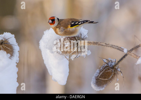 Eurasische Stieglitz (Zuchtjahr Zuchtjahr), ernähren sich von Samen von wilden Karde Dipsacus Fullonum, Deutschland, Bayern, Isental Stockfoto