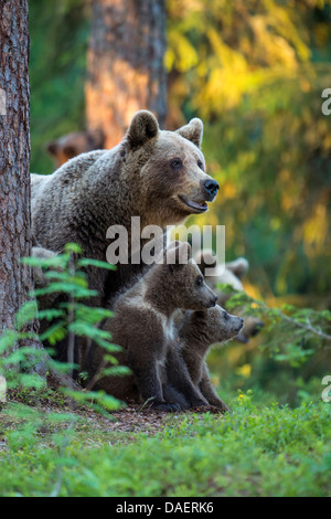 Braunbär (Ursus Arctos), Weibchen mit jungen, Finnland Stockfoto