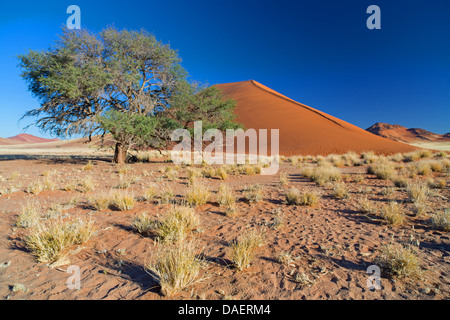 Namib Wüste in Namibia, Sossusvlei, Namib-Naukluft-Nationalpark, Namibia Stockfoto