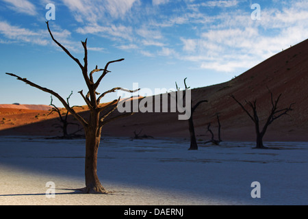 tote Bäume in der Namib-Wüste in Namibia, Namibia, Namib-Naukluft-Nationalpark, Sossusvlei, Deadvlei Stockfoto