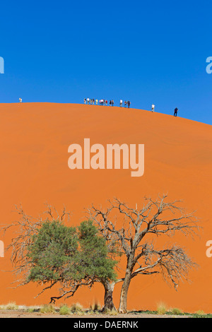 Namib Wüste in Namibia; Düne 45, Sesriem, Sossusvlei, Namib-Naukluft-Nationalpark, Namibia Stockfoto