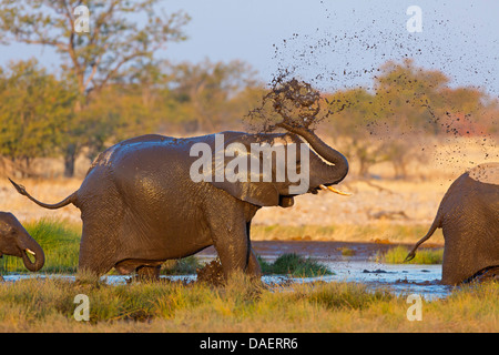 Afrikanischer Elefant (Loxodonta Africana), Wasser über sich selbst zu werfen, in Wasser legen, Namibia, Oshikoto, Etosha Nationalpark, Riedfontein Brunnen Stockfoto