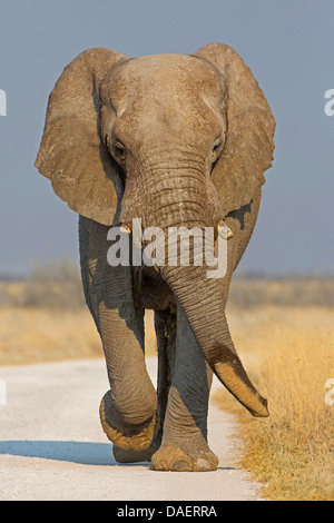 Afrikanischer Elefant (Loxodonta Africana), zu Fuß auf einem Pfad, Oshikoto, Etosha Nationalpark, Namibia, Tscharitsaub Wasserloch Stockfoto