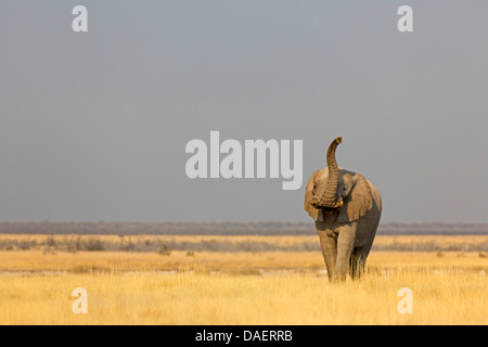 Afrikanischer Elefant (Loxodonta Africana), angehoben zu Fuß mit Stamm in Savanne, Namibia, Oshikoto, Etosha Nationalpark, Tscharitsaub Wasserloch Stockfoto