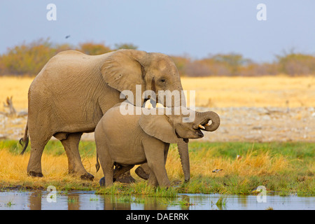 Afrikanischer Elefant (Loxodonta Africana), Elefant Kuh mit Kalb trinken aufgeben, Namibia, Oshikoto, Etosha Nationalpark, Riedfontein Brunnen Stockfoto