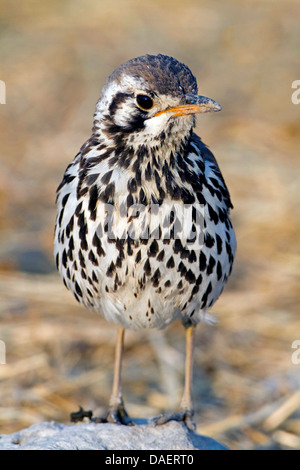 Groundscraper Soor (Psophocichla Litsipsirupa), sitzt auf einem Felsen, Namibia, Etosha Nationalpark, Oshikoto Stockfoto