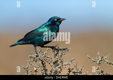 rot-geschultert glänzend Starling (Glanzstare Nitens), sitzt auf einem Busch, Kgalagadi Transfrontier National Park, Südafrika, Nordkap, Mata Mata Stockfoto