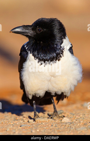 Trauerschnäpper Krähe (Corvus Albus), sitzen auf dem Boden, Sesriem, Hardap, Namib-Naukluft-Nationalpark, Namibia Stockfoto