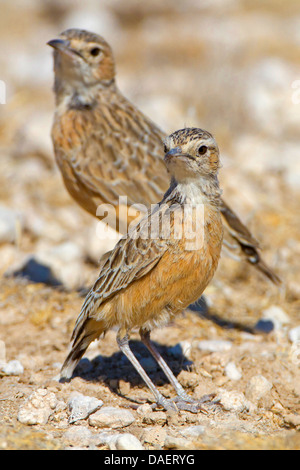 Spike-heeled Lark (Chersomanes Albofasciata), paar auf den Boden, Namibia, Etosha Nationalpark, Oshikoto Stockfoto