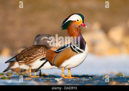 Mandarinente (Aix Galericulata), paar auf einem zugefrorenen Teich, Deutschland Stockfoto