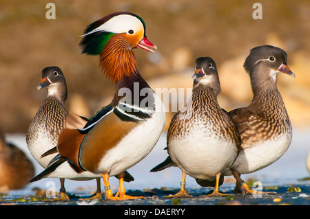 Mandarinente (Aix Galericulata), Männchen mit mehreren Weibchen auf einem zugefrorenen Teich, Deutschland Stockfoto