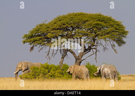 Afrikanischer Elefant (Loxodonta Africana), drei Personen auf den Feed, Namibia, Etosha Nationalpark, Oshikoto Stockfoto