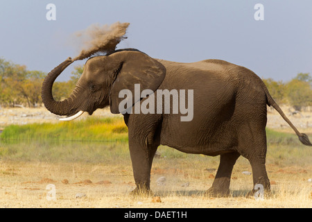 Afrikanischer Elefant (Loxodonta Africana), wobei ein Staub Bad, Namibia, Etosha National Park, Oshikoto Stockfoto