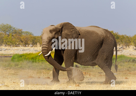 Afrikanischer Elefant (Loxodonta Africana), wobei ein Staub Bad, Namibia, Etosha National Park, Oshikoto Stockfoto