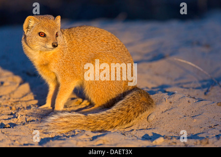 gelbe Mungo (Cynictis Penicillata), sitzen im Abendlicht, Nossob, Nordkap, Kgalagadi Transfrontier National Park, Südafrika Stockfoto