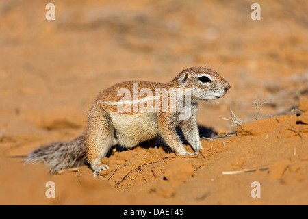 Südafrikanische Grundeichhörnchen, Kap-Borstenhörnchen (Geosciurus Inauris, Xerus Inauris), stehend auf dem Boden, Südafrika, Kgalagadi Transfrontier National Park, Northern Cape Stockfoto