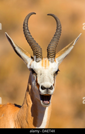 Springbock, Springbock (Antidorcas Marsupialis), Blöken, Northern Cape, Südafrika, Kgalagadi Transfrontier National Park Stockfoto