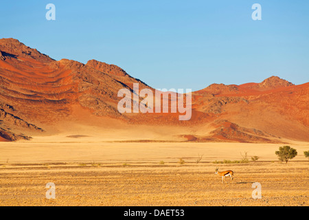 Springbock, Springbock (Antidorcas Marsupialis), in Wüstenlandschaft, Sesriem, Hardap, Namib-Naukluft-Nationalpark, Namibia Stockfoto