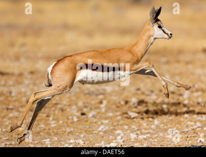 Springbock, Springbock (Antidorcas Marsupialis), springen junge Person, Namibia, Etosha Nationalpark, Oshikoto Stockfoto