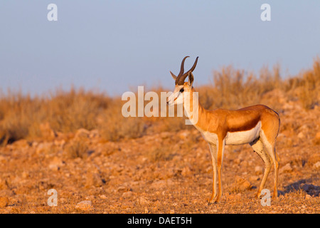 Springbock, Springbock (Antidorcas Marsupialis), stehen in der Wüste Namib-Naukluft-Nationalpark, Sesriem, Namibia, Hardap Stockfoto