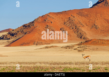 Springbock, Springbock (Antidorcas Marsupialis), stehen in der Wüste vor einer Düne, Namib-Naukluft-Nationalpark, Sesriem, Namibia, Hardap Stockfoto