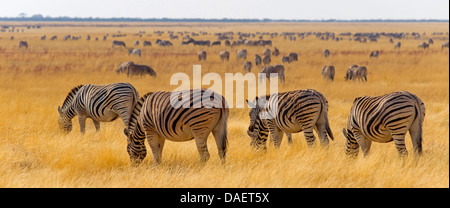 Burchell Zebra, Zebra, gemeinsame Zebra (Equus Quagga Burchelli, Equus Burchelli), große Herde weiden auf Sanannah, Namibia, Etosha Nationalpark, Oshikoto Stockfoto