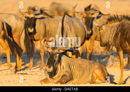 blaue Gnus, gestromt Gnu, weißen bärtigen Gnus (Connochaetes Taurinus), Herde im Wüstensand, Namibia, Etosha Nationalpark, Oshikoto Stockfoto