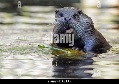 Europäischen Fischotter, europäischer Fischotter, eurasische Fischotter (Lutra Lutra), im Wasser mit einem Fisch im Mund, Deutschland Stockfoto